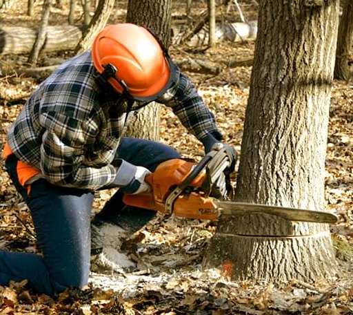 Tree Removal in Whitakers, NC